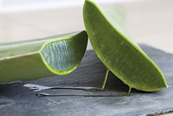 L’Aloe vera, la plante qui fait du bien !