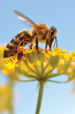 Le miel dans la Bio