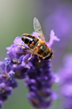 La vie d’une abeille