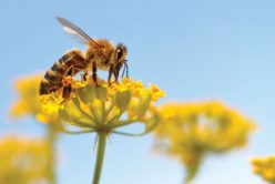 Le miel dans la Bio