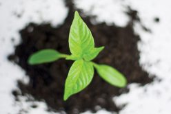 Quels gestes écolos adopter en cuisine ?