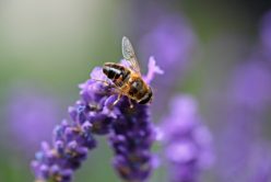 La vie d’une abeille