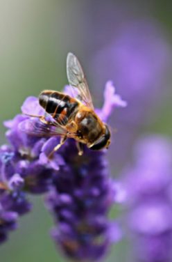 La vie d’une abeille