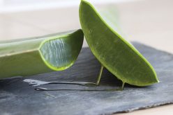 L’Aloe vera, la plante qui fait du bien !