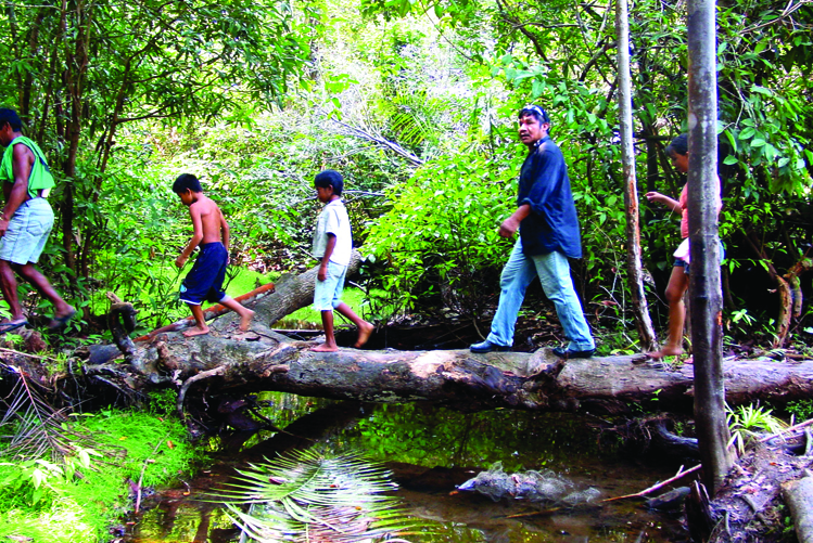 La tribu indienne des sateré mawé et le Warana