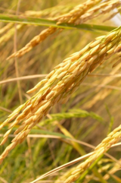 Farine de riz : bienfaits et utilisations