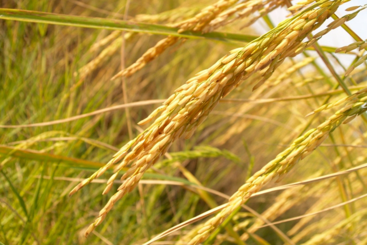 Farine de riz : bienfaits et utilisations