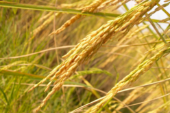 Farine de riz : bienfaits et utilisations