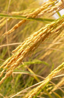 Farine de riz : bienfaits et utilisations