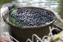 L’açai : quelles sont ses vertus pour notre santé ?