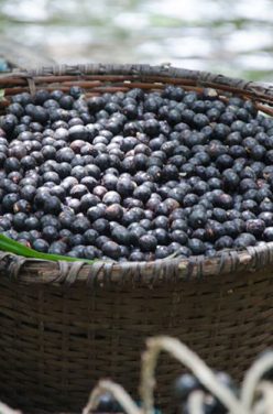 L’açai : quelles sont ses vertus pour notre santé ?