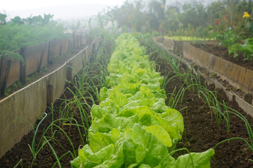 agriculture-vivriere-cuba