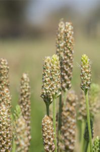 psyllium-sante
