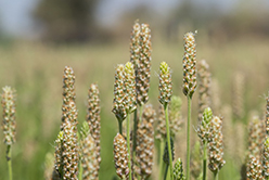 Psyllium : l’ami des intestins