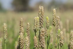 Psyllium : l’ami des intestins