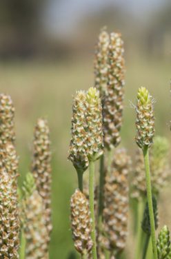 Psyllium : l’ami des intestins