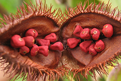 Urucum : un trésor de la nature