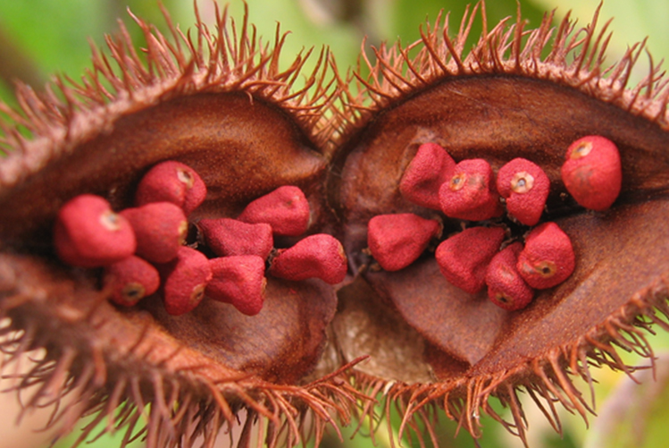 Urucum : un trésor de la nature