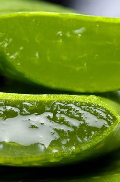 Comment extraire le gel d’aloe vera ?