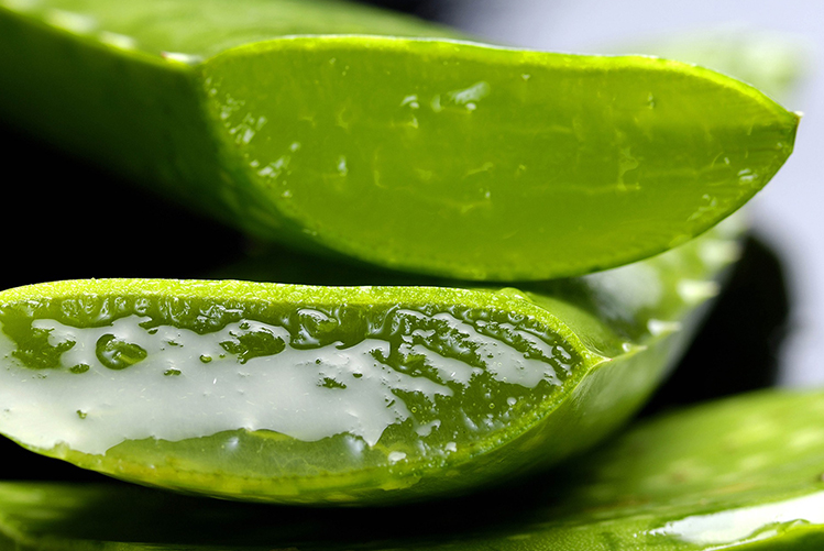 Comment extraire le gel d’aloe vera ?