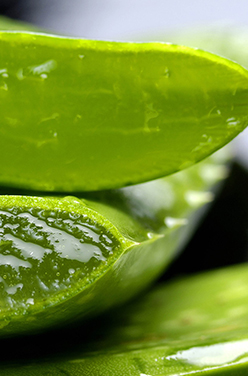 Comment extraire le gel d’aloe vera ?