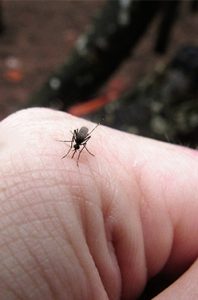 remède-piqure-moustique