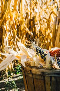 cultures-agricoles-collectives