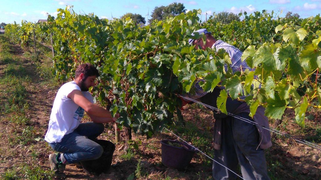 Domaine des Grandes Vignes en bio