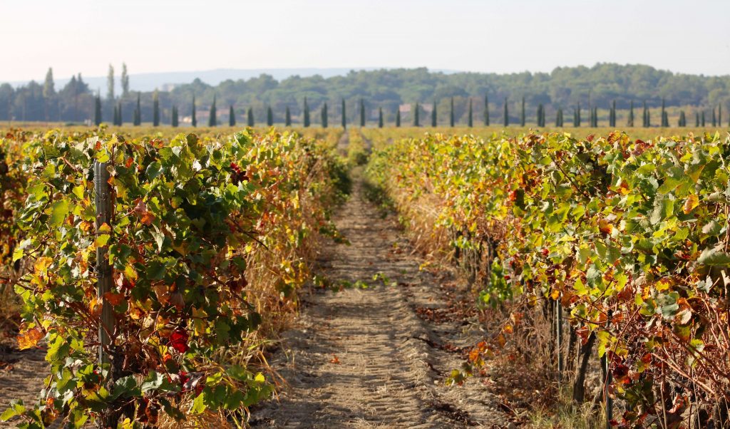 Domaine des Gravennes en bio