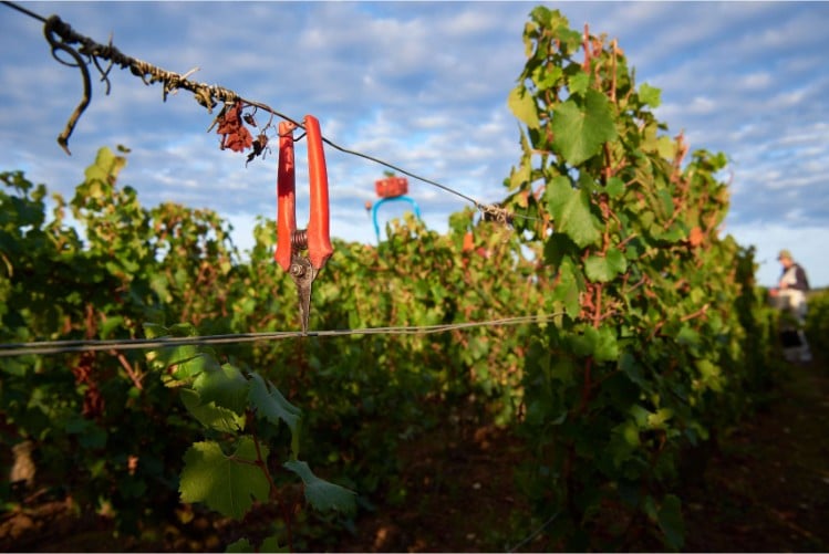 Rencontre de vignerons en bio et biodynamie