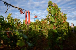 Rencontre de vignerons en bio et biodynamie