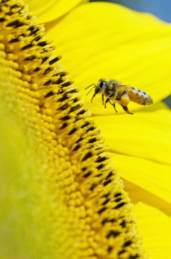Les vertus de la gelée royale