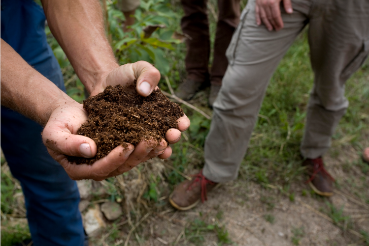 L’occultation, l’astuce pour votre jardin