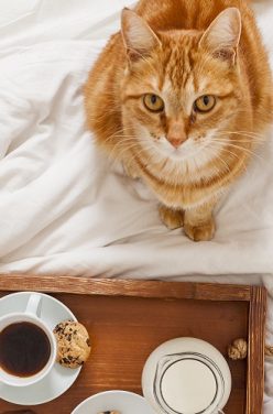 Petits plats équilibrés pour votre chat