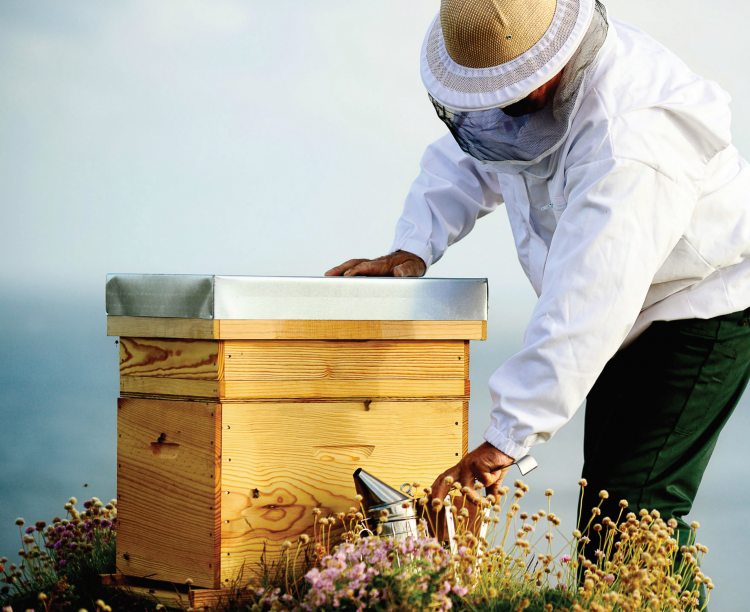 Les produits de la ruche: MIEL, PROPOLIS, POLLEN ou encore GELÉE ROYALE