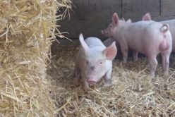 TÉMOIGNAGE D&rsquo;ÉLEVEUR : Jérémy, éleveur de porc chez Erca Bio