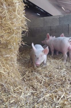TÉMOIGNAGE D&rsquo;ÉLEVEUR : Jérémy, éleveur de porc chez Erca Bio