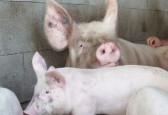 TÉMOIGNAGE D&rsquo;ÉLEVEUR : Jérémy, éleveur de porc chez Erca Bio